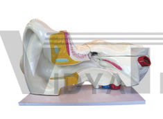 The dissection model of ear (external, middle and internal)